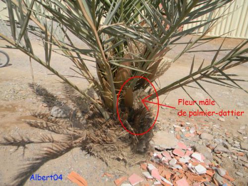 15 mars De AGDZ à TAZZARINE : fleur de palmier-dattier