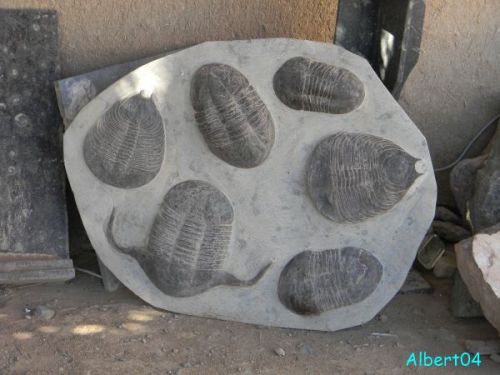 19 mars Les fossiles d'Arfoud (10)