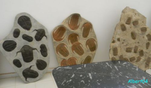 19 mars Les fossiles d'Arfoud (15)