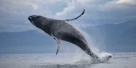 1859_us-whale_1298213i_1_460x230.png