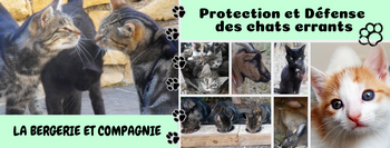 protection-et-defense-des-chats-errants-12-.png