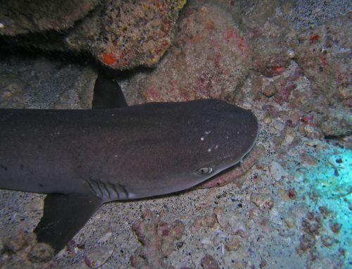 Djibouti - Les 7 Frères - Requin