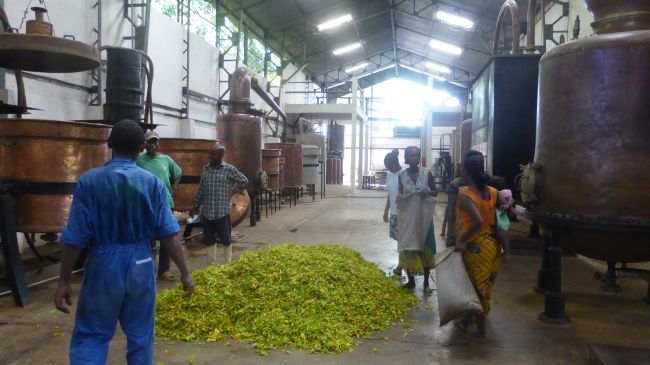 La distillerie d'Ylang ylang