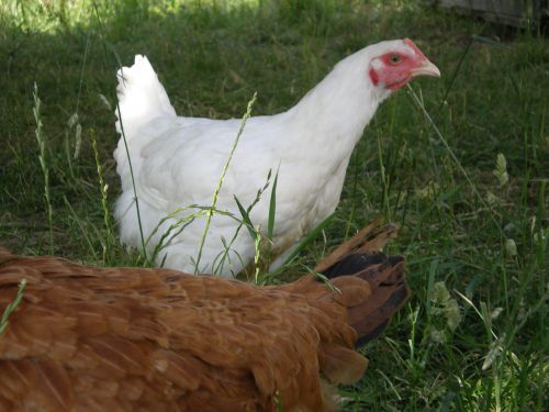 Poulet chair blanc