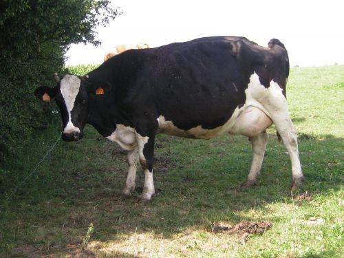 Urgo Prim'Holstein