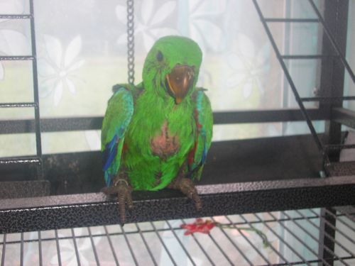 eclectus male 