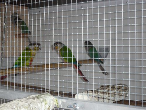 les couples de conure 