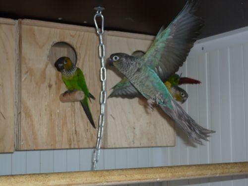 les couples de conure 