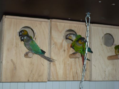 les couples de conure 