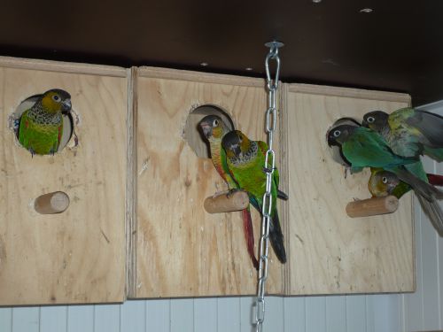 les couples de conure 