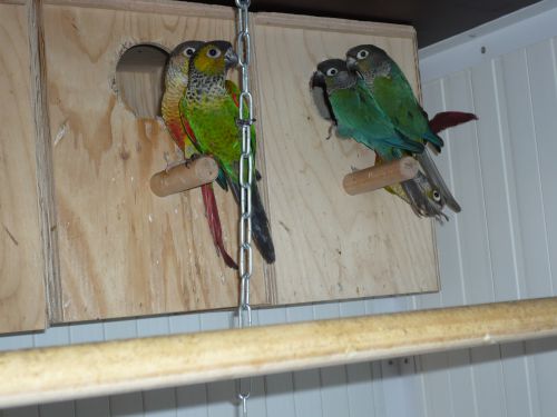 les couples de conure 