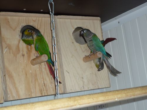 les couples de conure 