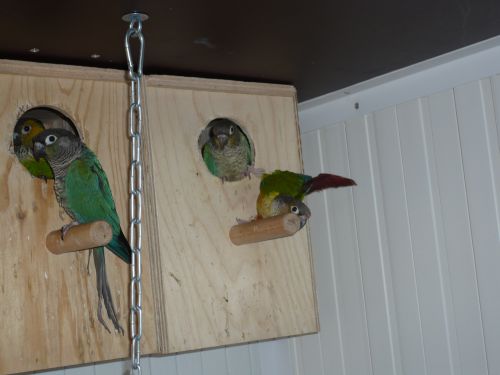 les couples de conure 