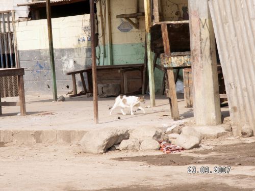 Les chats djiboutiens. Vous verrez plus tard les nôtres, compagnos de mes après midi laborieux à la maison. Ils me manquent ...