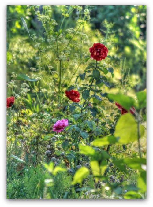 Fleurs du jardin