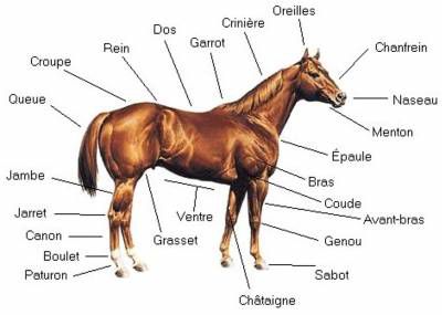 Anatomie du cheval