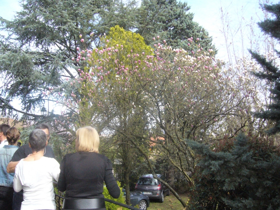 Magnolias for ever.jpg