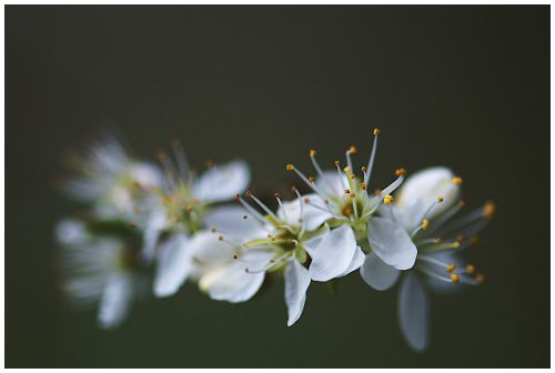 Couronne d'aubépine