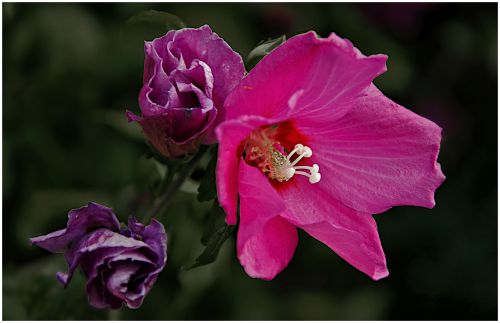 Althéas (hibiscus syriacus)