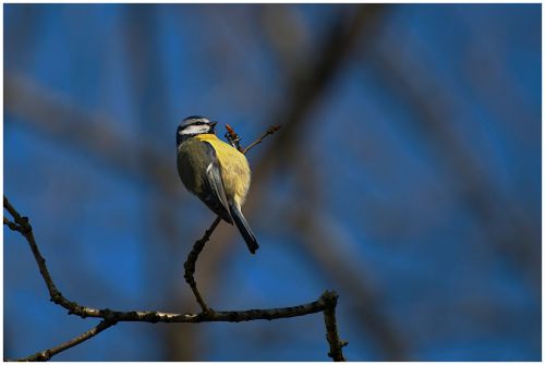 Mésange bleue