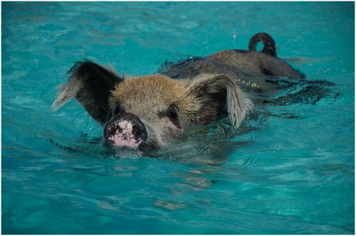 The swimming pig