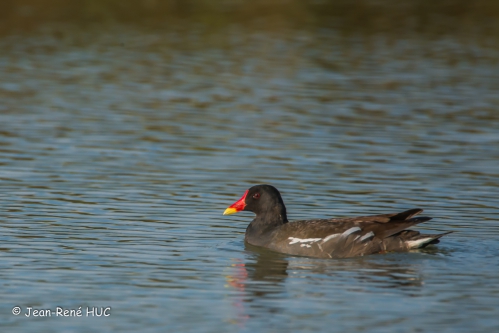 DSC_1105-1.poule d'eau.jpg