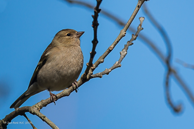 Pinson des arbres (femelle)_JRH5053-2.jpg