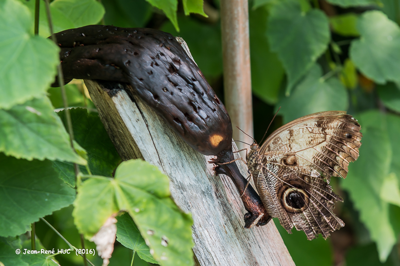 _JRH9171.Caligo eurilochus papillons hiboux.jpg