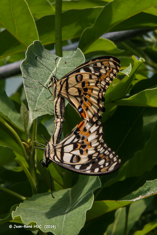 _JRH9180.Papilio demoleus.jpg