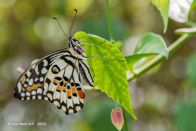 _JRH9265.Papilio demoleus.jpg