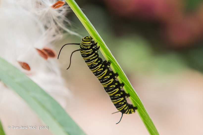 _JRH9282.1.Chenille de Monarque Danaus Plexippus.jpg