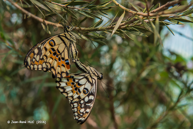 _JRH9381.Papilio demoleus.jpg