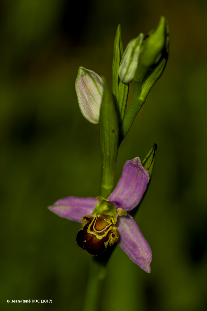 Ophrys apifera_JRH5219.jpg