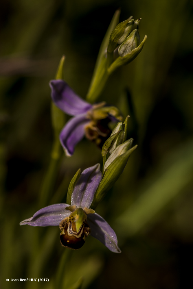 Ophrys apifera_JRH5224.jpg