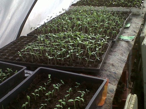 voici les semis des premières tomates et aubergines