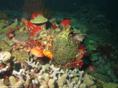 Poisson Mombin parmi les coraux et les éponges