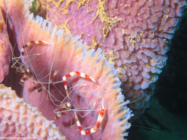 Grande Crevette nettoyeuse dans une Eponge tubulaire.