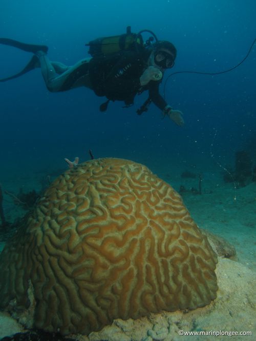 Jean Jacques derrière du corail cerveau au sec des Boucaniers sur 20m