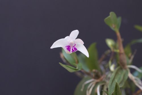 Dendrobium kingianum semi alba