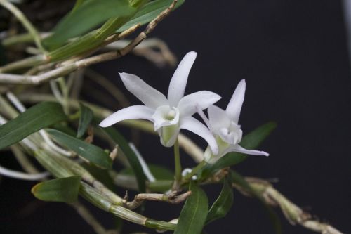 Dendrobium monoliforme
