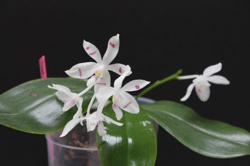 phalaenopsis tetraspis