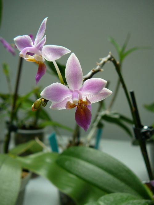 Phalaenopsis equetris