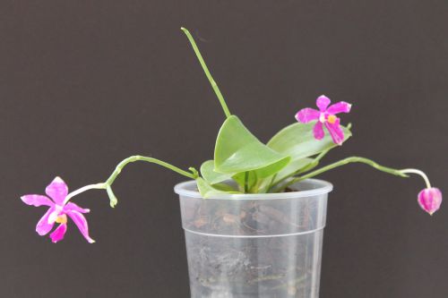 Phalaenopsis pulchra