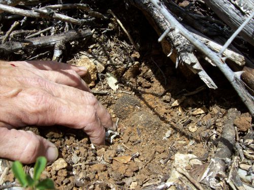 aestivum cachée sous des branches mortes