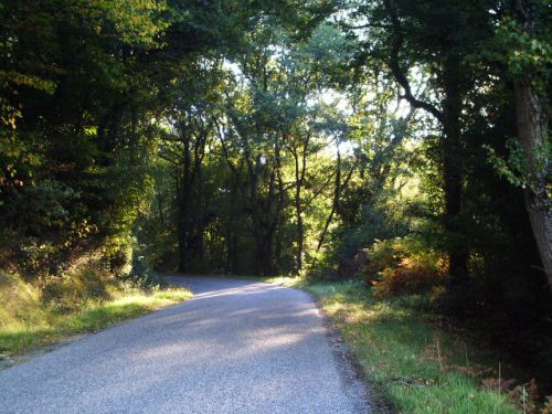 Petit matin d'automne dans les sous-bois de Mont d'Astarac