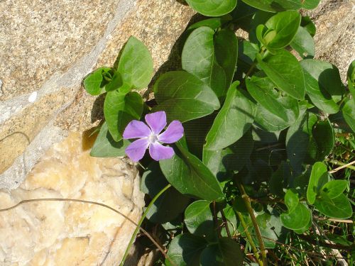 Fleur éphémere!