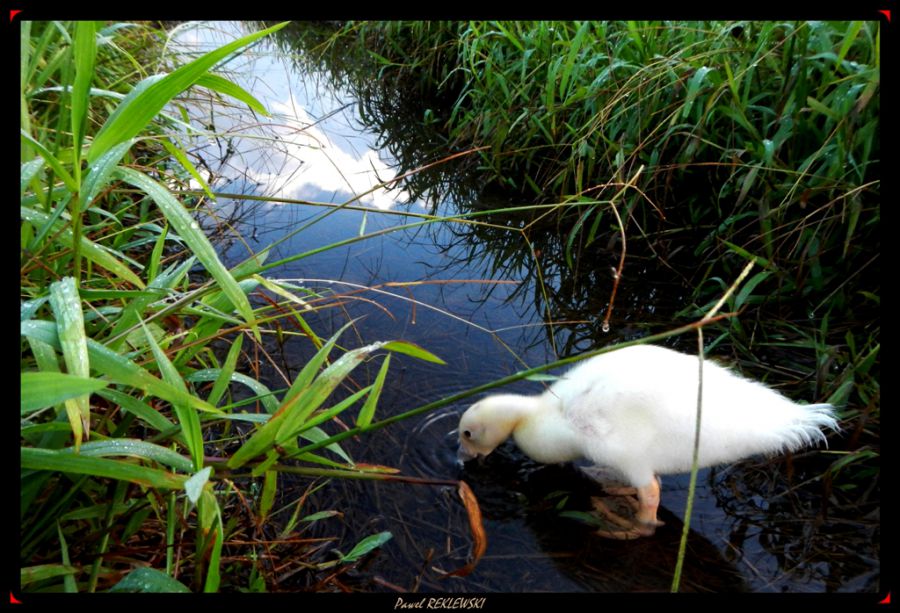 Piupiu le petit canard de Guadeloupe