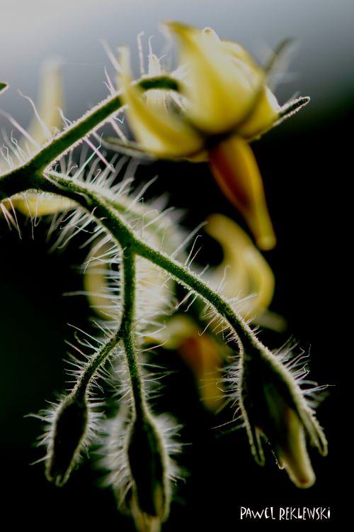 fleurs de tomate...