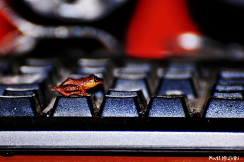 grenouille sur clavier 