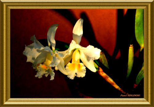  orchidée de Guadeloupe 3